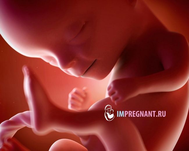 фото майбутньої дитини в 14 тижнів