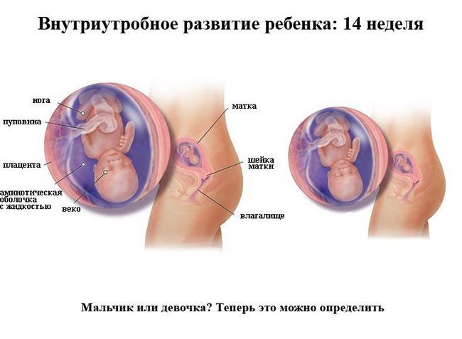 14 Тиждень вагітності