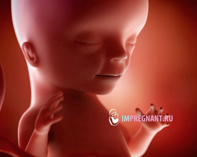 фото майбутньої дитини в 15 тижнів