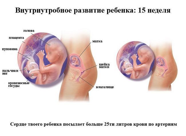 15 Тиждень вагітності: відчуття в животі, що відбувається з малюком