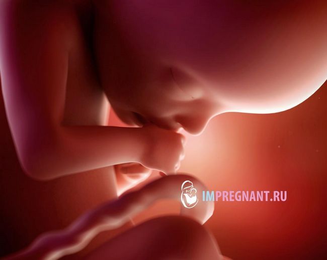 фото майбутньої дитини в 22 тижні, 22 тиждень вагітності ворушіння