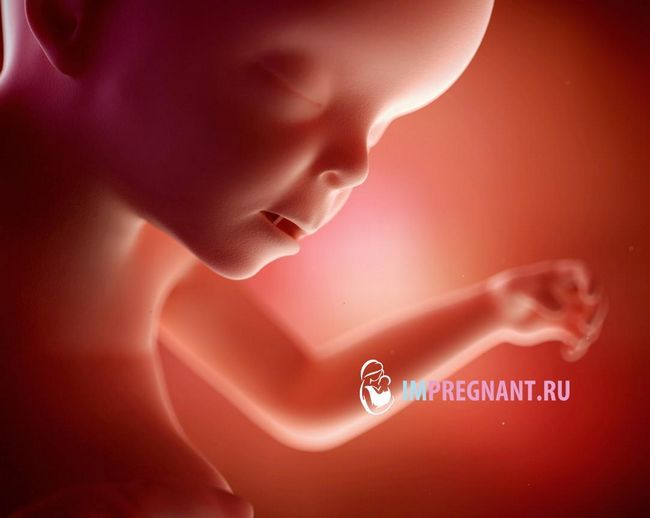 фото майбутньої дитини в 23 тижні