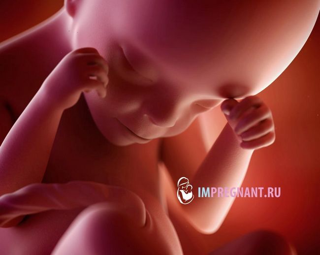 фото майбутньої дитини в 24 тижні