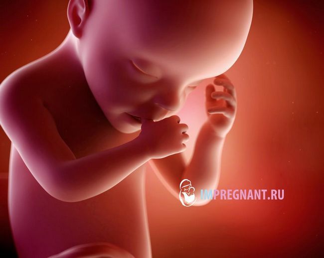 фото майбутньої дитини в 30 тижнів