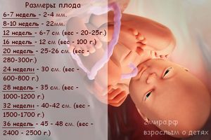 Матка вагітності тижнях картинки
