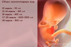 Матка вагітності тижнях картинки