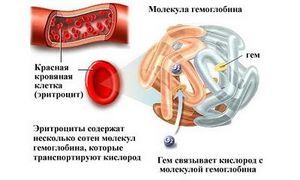 Гемоглобін 144 при вагітності
