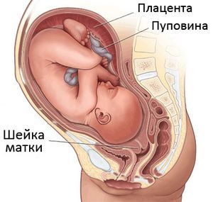 ������� ����� ����� ��� �������� ��������