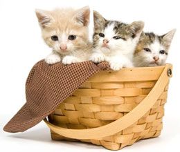 Кішка кричить перед пологами
