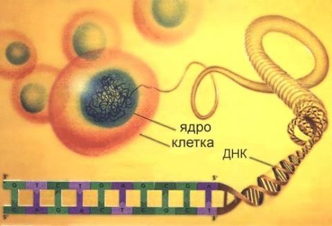 Уреаплазма уреалітікум схематично Уреаплазма уреалітікум схематично