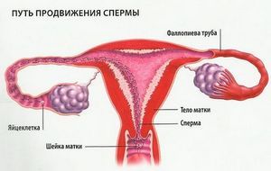 Чи можна завагітніти після орального сексу