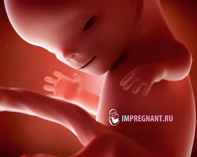 фото майбутньої дитини в 11 тижнів