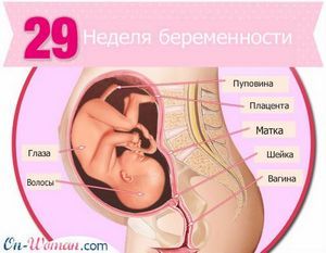 Чому 29 тижня вагітності болить живіт