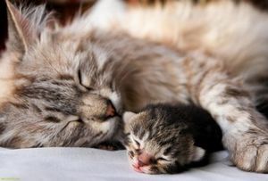 Після пологів йдуть кров`яні виділення