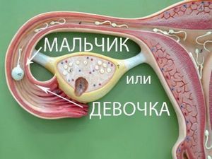Розрахувати овуляцію онлайн для зачаття двійні