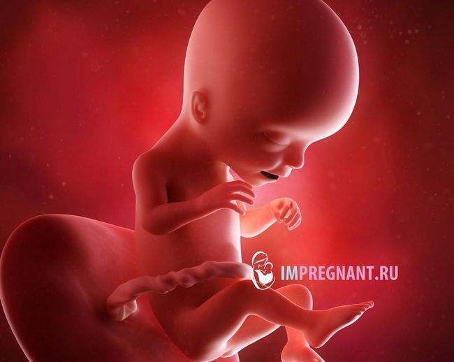 фото майбутньої дитини в 17 тижнів