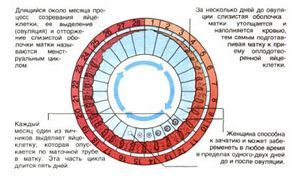 Шанс завагітніти день місячних