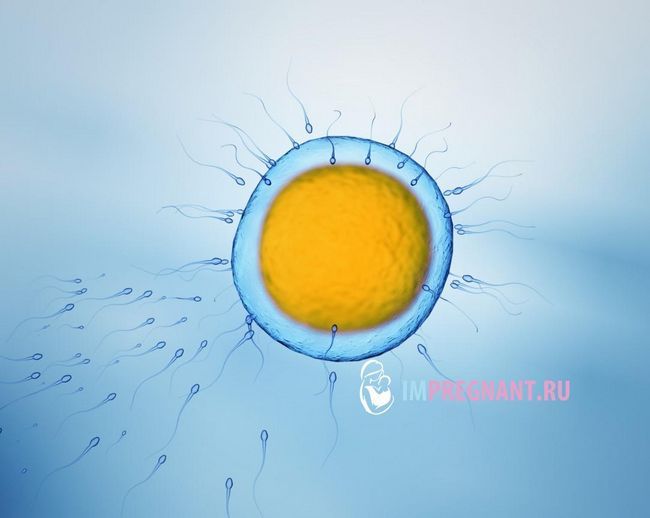 ���� ����������
